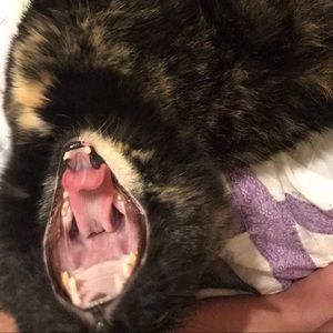 Meet your Posher, Rose